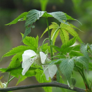 Gynostemma Pentaphyllum Extract