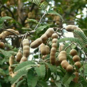 Tamarind Extract