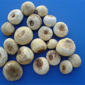 Pinellia Extract