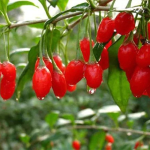 Chinese Wolfberry Extract