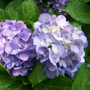 Hydrangea Root Extract