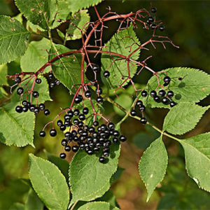 Organic Elderberry Extract