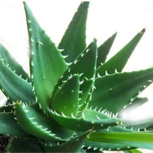 Aloe Vera Leaf Extract 