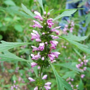 Organic Motherwort Powder