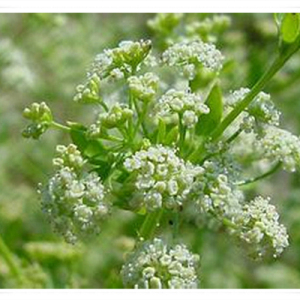 Celery Seed Powder	