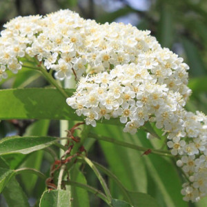 Heather Flower Powder