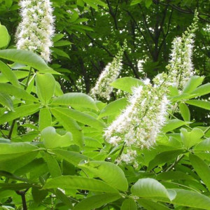 Horse Chestnut Extract