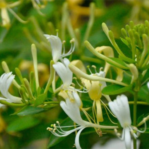 Honey Suckle Flowers Extract