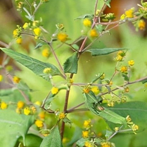 Siegesbeckia Orientalis Herb Powder