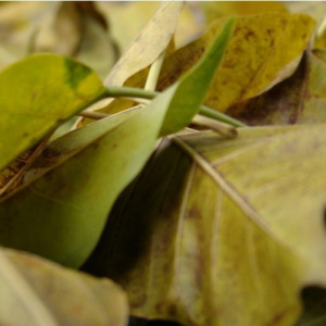 Buchu Leaf Extract