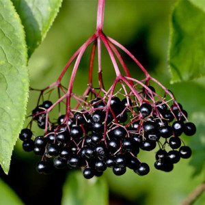 Black Elderberry Extract 