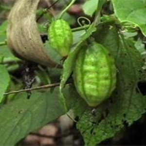 Tinospora Cordifolia Extract