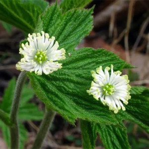 Goldenseal Extract