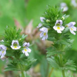 Eyebright Powder