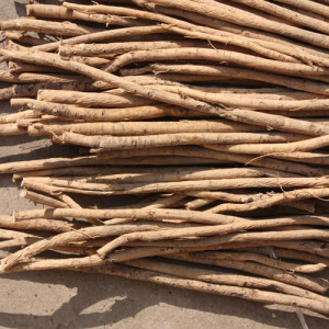Astragalus Root Crude Raw Material