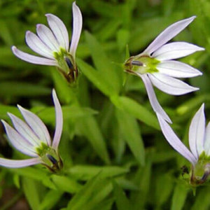 Lobelia Powder