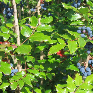 Oregon Grape Extract 