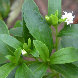 Stevia Extract