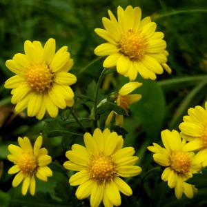 Chrysanthemum Extract