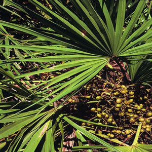 Saw Palmetto Powder