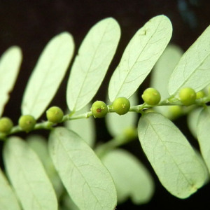 Phyllanthus Urinaria Extract