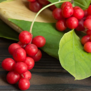 Schisandra Fruit Extract 