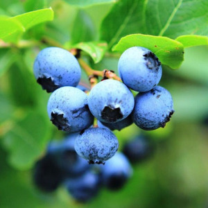 Blueberry Fruit Freeze-Dried Powder