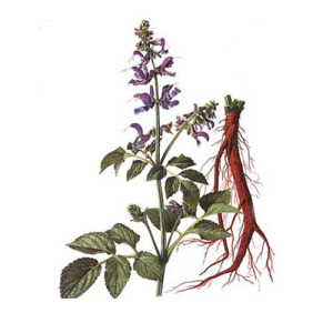 Salvia Miltiorrhiza Extract