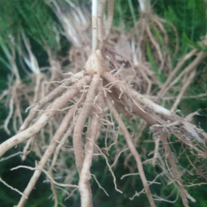 Chinese Asparagus Root