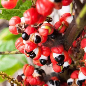 Guarana Seed Extract 