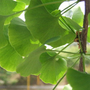 Ginkgo Leaf Extract