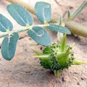 Tribulus Terrestris Powder