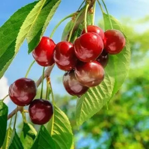 Acerola Cherry Extract 