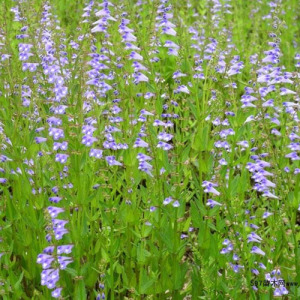 Scutellaria Barbata Powder