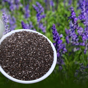 Chia Seed Extract