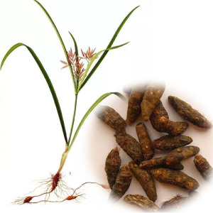 MUSATA ROOT Powder