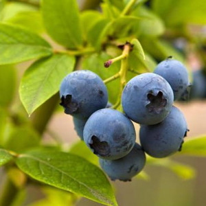 European Bilberry Extract 