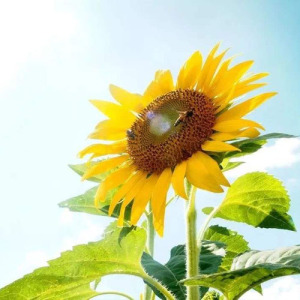 Sunflower Extract