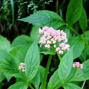 Valerian Powder