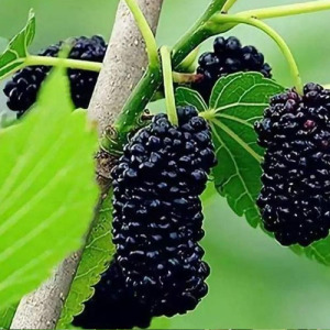 mulberry fruit extract