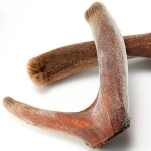 Deer Velvet Antler Powder