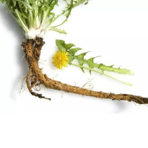 Dandelion Root Extract