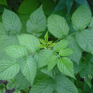 Organic Raspberry Leaf Powder