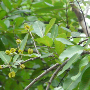 Terminalia Arjuna Extract