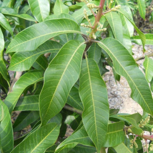 Mango Leaf Extract 