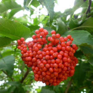 Elderberry Extract