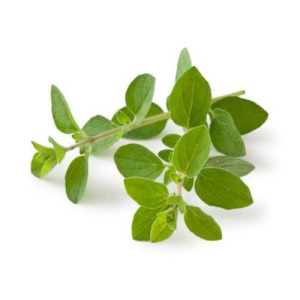 Oregano Powder