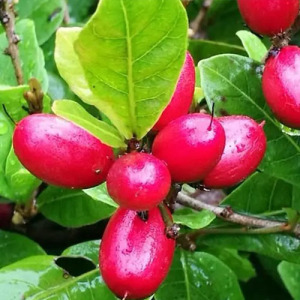 Miracle Berry Extract