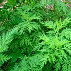 Sweet Wormwood Extract