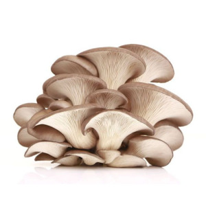 Oyster Mushroom Powder